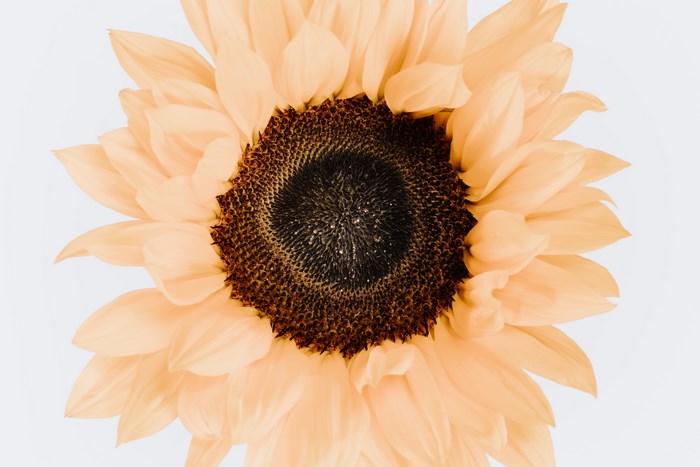Close-up of a single peach sunflower