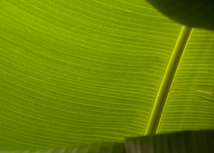 Close-up of a backlit banana leaf with veins