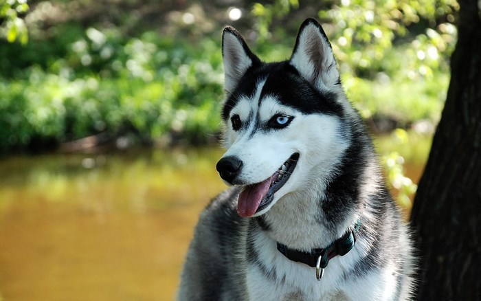 Husky dog with blue eyes by the water