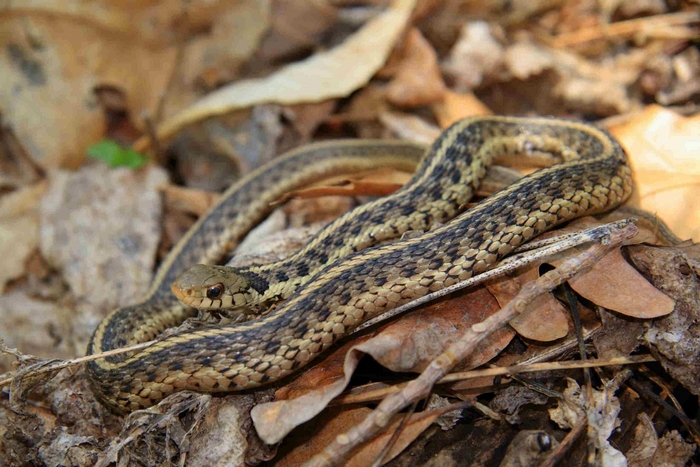 Snake on forest floor with leaves