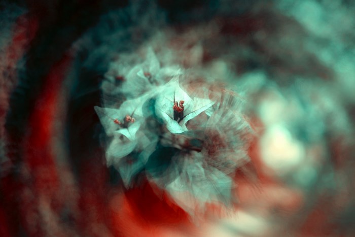 Abstract spinning bougainvillea flowers with red and blue hues