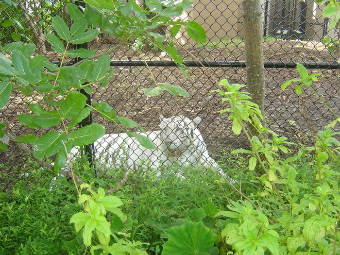 White tiger behind a fence in a zoo enclosure