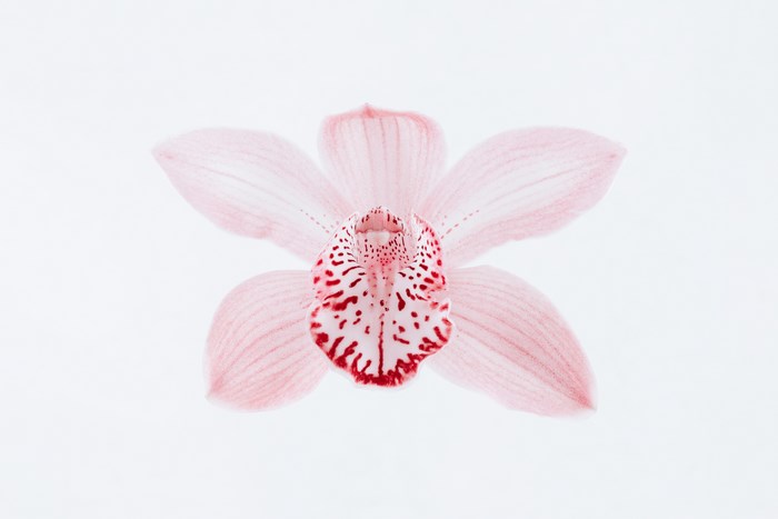 Close-up of a pink Cymbidium orchid with red markings