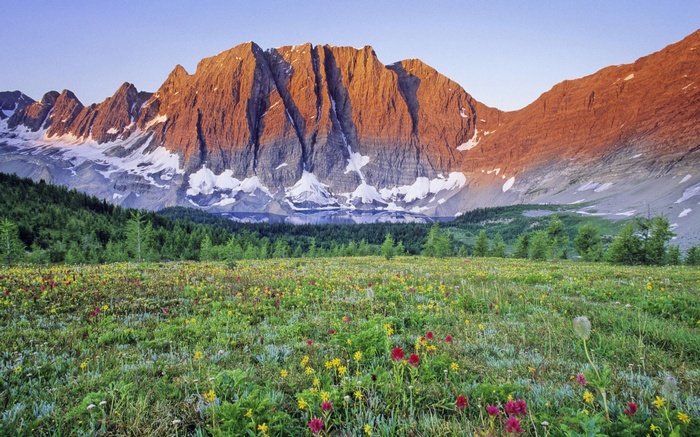 Wildflower Meadow Below Snow-Capped Mountains at Sunrise