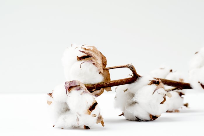 Cotton branch with white blooms on a white background