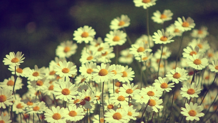 Vintage Daisy Field Wallpaper