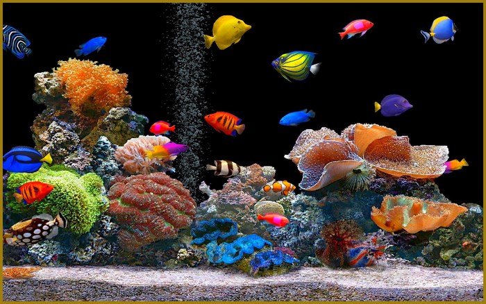 Colorful aquarium with fish and coral