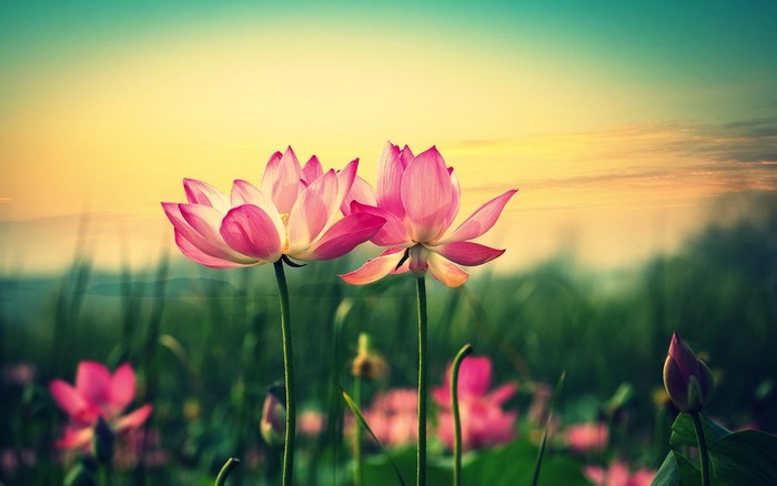 Two pink lotus flowers in a field at sunset