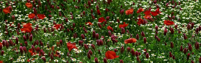 Field of red poppies and white daisies