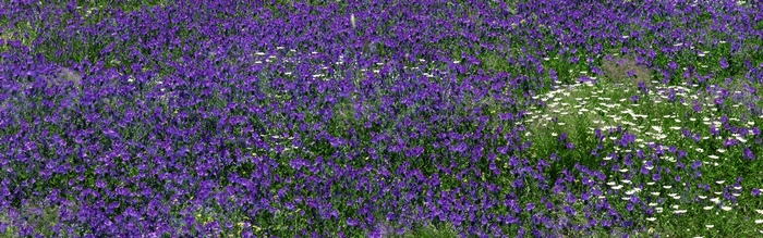 Field of purple and white flowers