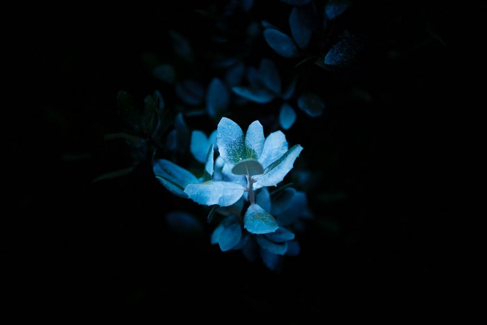 Blue flower with leaves on black background