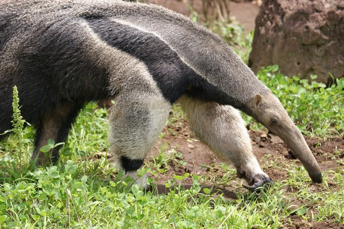 Anteater in a grassy field