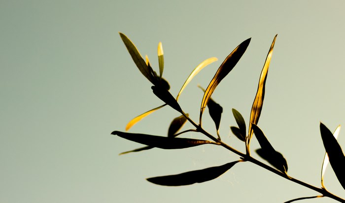 Silhouette of olive tree branch against a pale sky