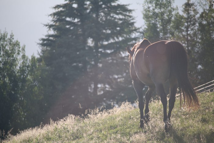 Brown horse walking up a grassy hill with trees in the background