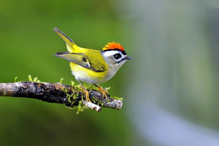 Firecrest bird perched on a mossy branch