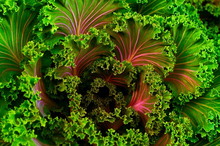 Close-up of curly green and purple kale leaves