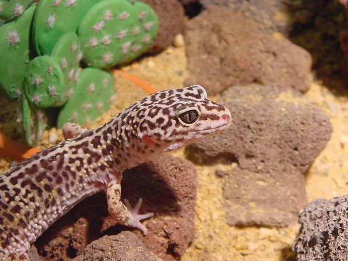 Leopard gecko on rocks with cactus