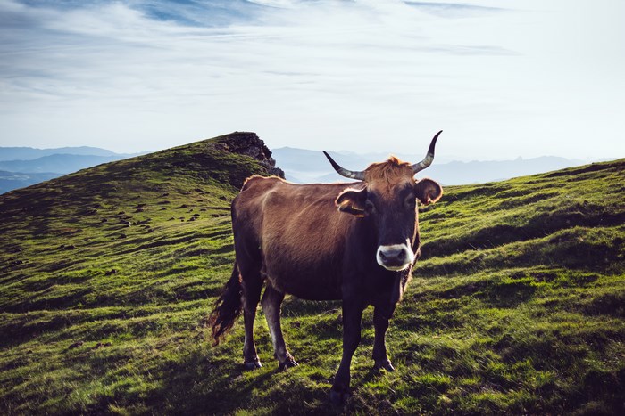 Cow standing on a grassy mountain ridge in Spain