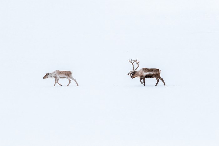 Two reindeer walking in a snowy landscape