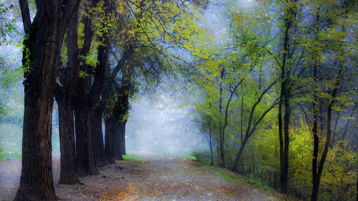 A foggy forest path with autumn leaves