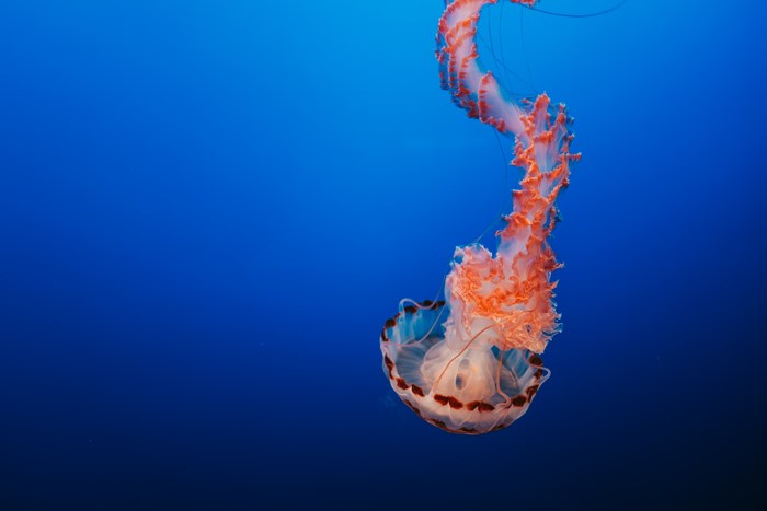 Orange and white jellyfish swimming in blue water