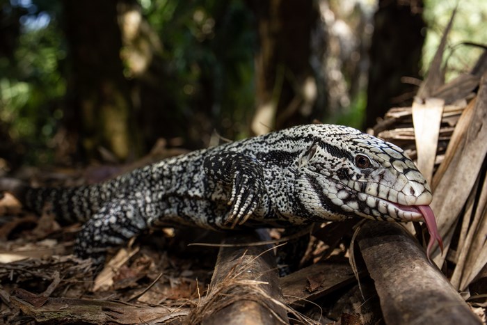 Argentine Black and White Tegu Lizard with Tongue Out