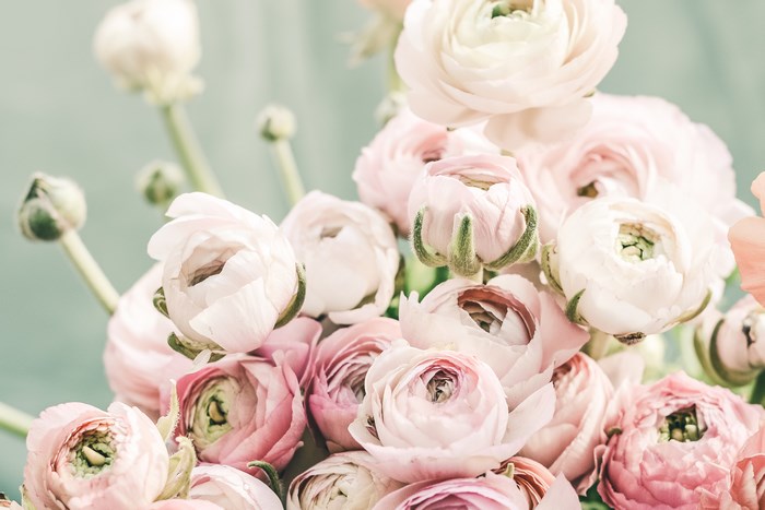 A bouquet of pink and white ranunculus flowers