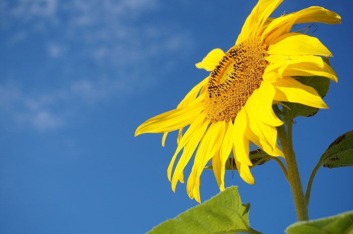 Sunflower blooming against a bright blue sky