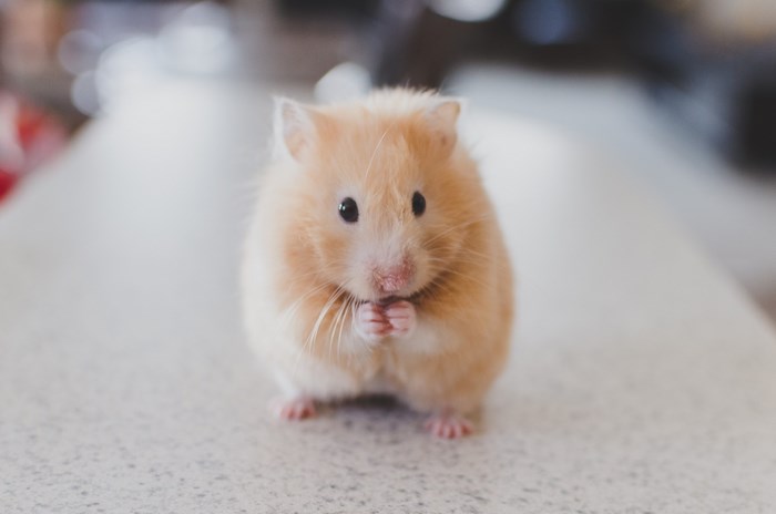 A fluffy golden hamster sits on a speckled surface