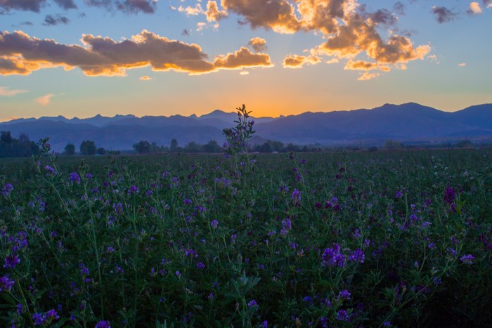 Purple flowers in a field at sunset with mountains