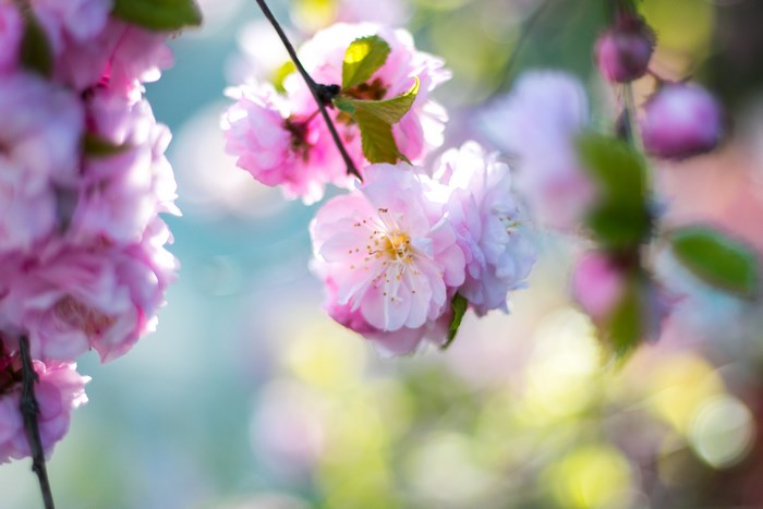 Soft Pink and Purple Spring Blossoms with Bokeh