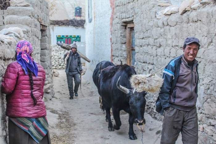 Man with yak in alley in Lo Manthang, Nepal