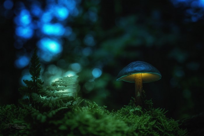 Glowing mushroom on mossy forest floor