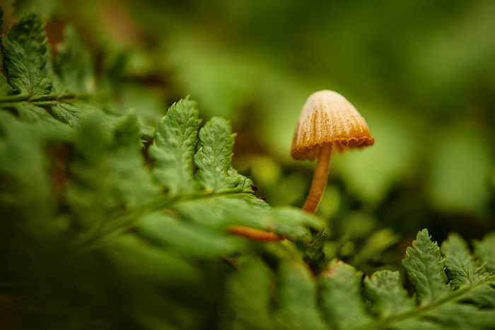 Mushroom on a fern leaf
