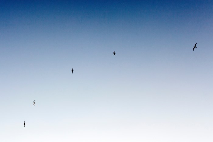 Five birds flying in a clear blue sky