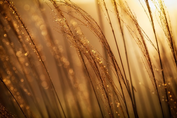Golden grass with dew drops in morning light