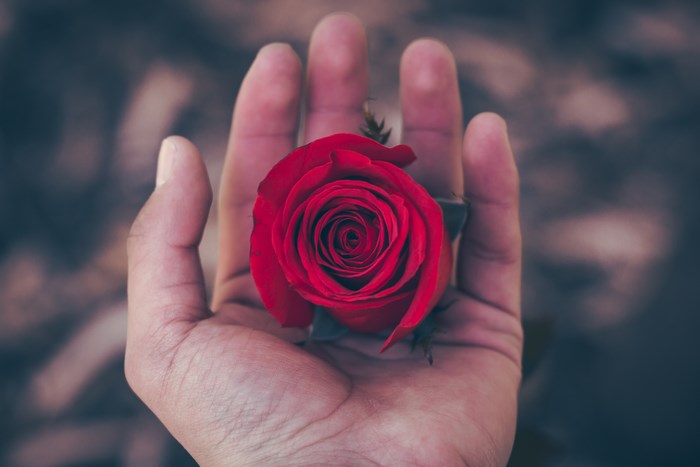 A hand holds a red rose