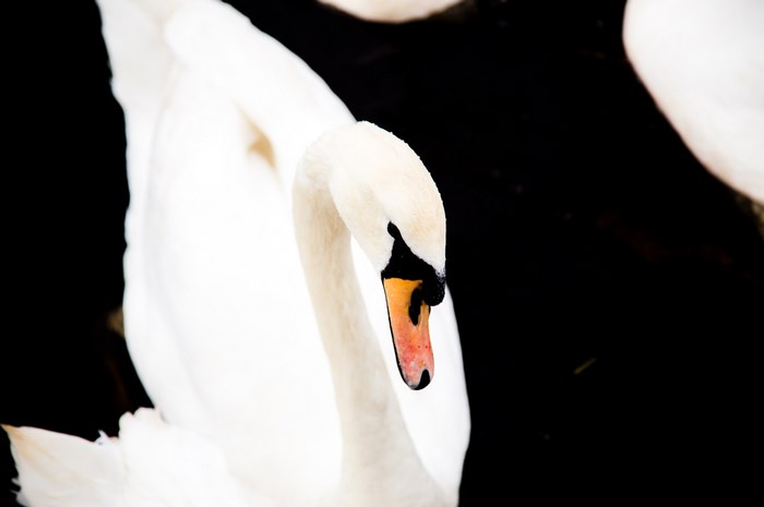 White swan with black background