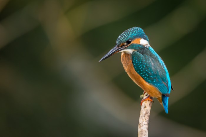 Kingfisher perched on a twig