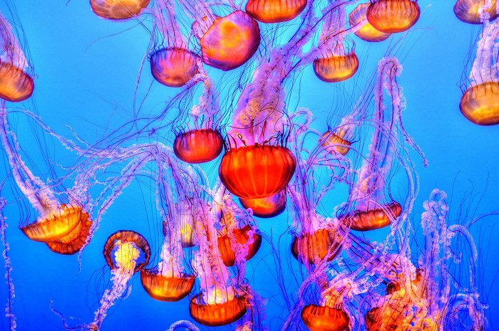 Jellyfish swimming in blue ocean water