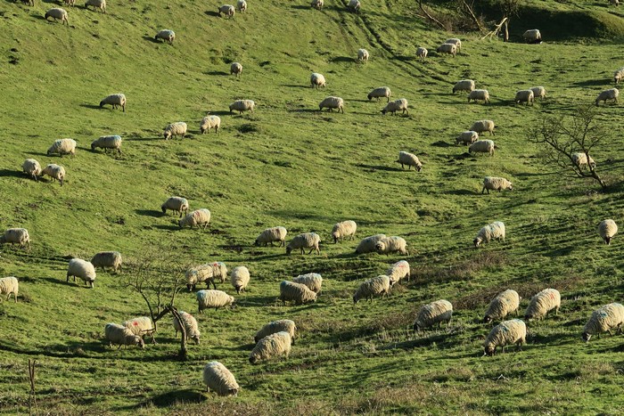 Flock of sheep grazing on a grassy hillside