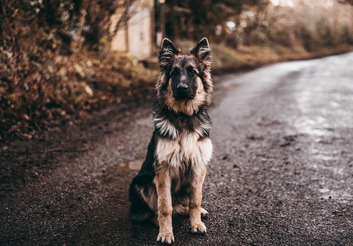 German Shepherd sitting on a country road