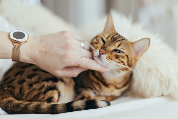 Bengal cat being petted by a hand wearing a smartwatch