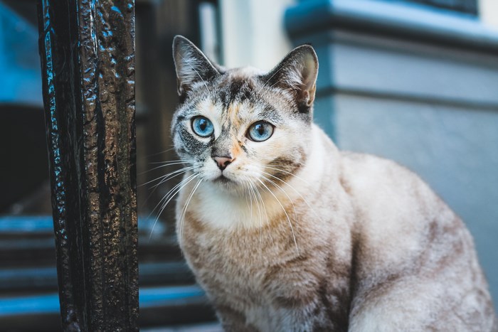 Cat with blue eyes on a street
