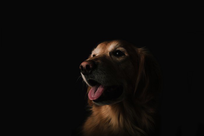 Golden Retriever Dog with Tongue Out