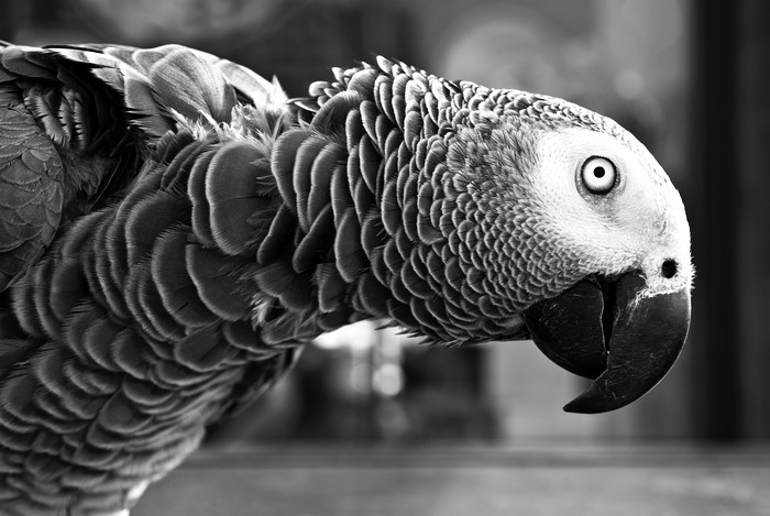 Close-up of an African Grey Parrot's head and feathers
