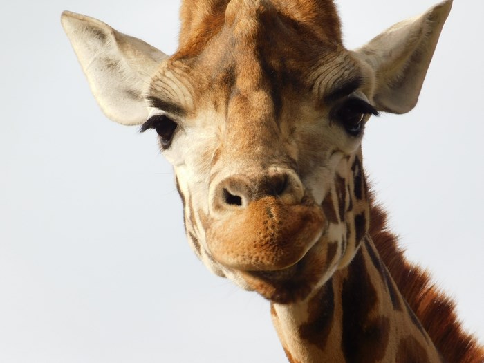 Close-up portrait of a giraffe's face