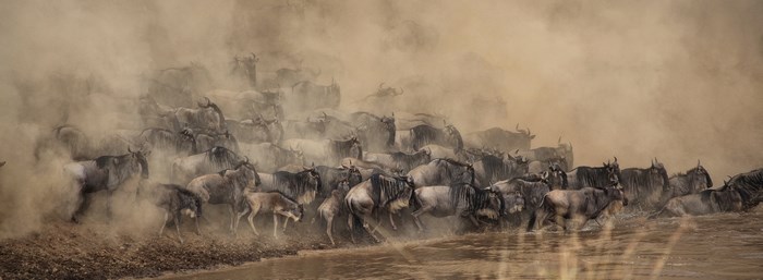 Wildebeest migration through dust and water in Masai Mara