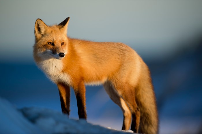Red fox standing in the snow during winter