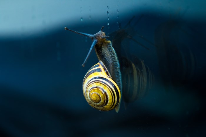 Snail with yellow and black stripes on glass